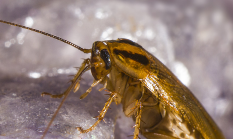 kakkerlakken bestrijden bel ongediertebestrijding expert